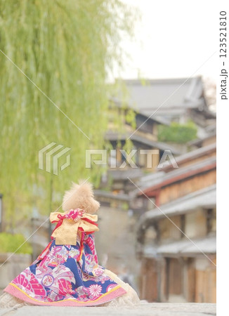 京都旅行を楽しむトイプードル 123521810