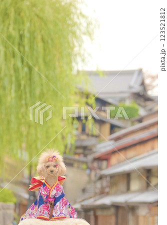 京都旅行を楽しむトイプードル 123521812