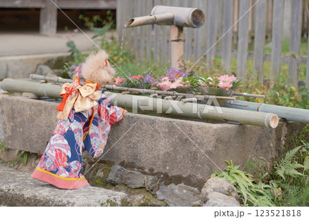 京都旅行を楽しむトイプードル 京都旅行を楽しむトイプードル 123521818