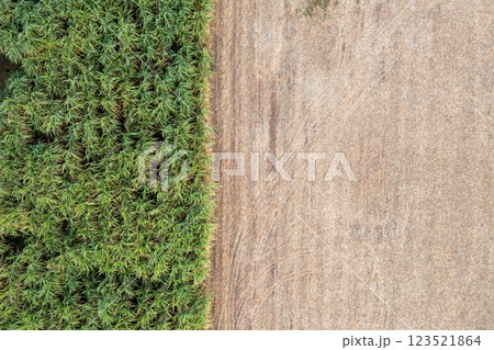 Aerial View of Sugar Cane Field Next to Dried Bare Soil Landscape 123521864
