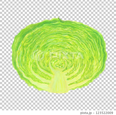 水彩で描いた半分にカットした緑色のキャベツのイラスト 123522009