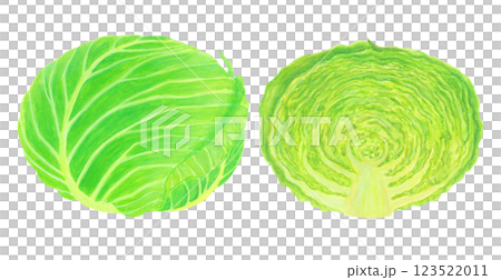 水彩で描いた緑色の丸ごとキャベツと半分にカットしたキャベツのイラスト 123522011