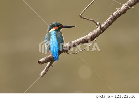 全国の水辺に棲む、飛ぶ宝石と言われる美しい鳥、カワセミ 全国の水辺に棲む、飛ぶ宝石と言われる美しい鳥、カワセミ 123522316