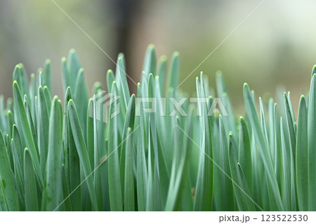 早春のスイセン（水仙）【背景素材】 123522530