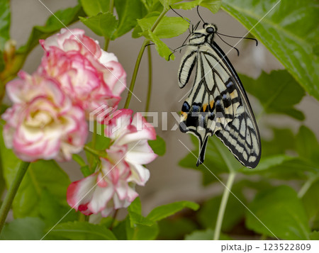 羽化直後のアゲハチョウ 羽化直後のアゲハチョウ 123522809