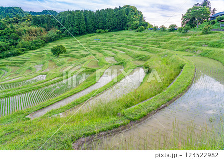 【千葉県】田植の済んだ、新緑の大山千枚田 123522982