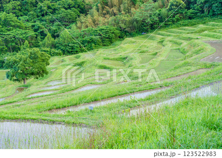 【千葉県】田植の済んだ、新緑の大山千枚田 123522983