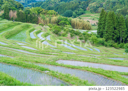 【千葉県】田植の済んだ、新緑の大山千枚田 【千葉県】田植の済んだ、新緑の大山千枚田 123522985