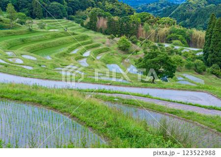 【千葉県】田植の済んだ、新緑の大山千枚田 【千葉県】田植の済んだ、新緑の大山千枚田 123522988