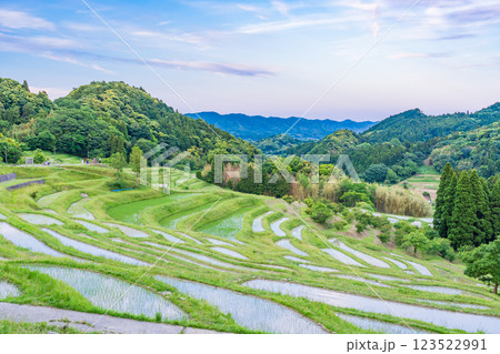 【千葉県】田植の済んだ、新緑の大山千枚田 123522991