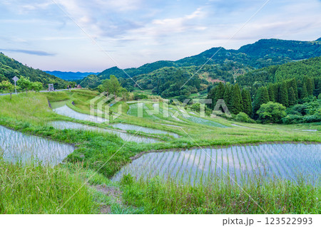 【千葉県】田植の済んだ、新緑の大山千枚田 123522993
