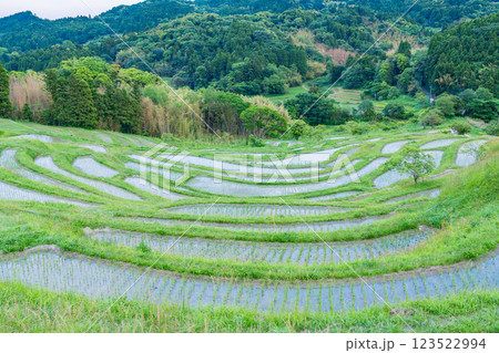 【千葉県】田植の済んだ、新緑の大山千枚田 123522994