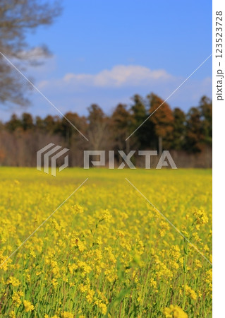 菜の花畑の中に咲く菜の花 123523728
