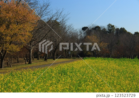 菜の花畑の中に咲く菜の花 123523729