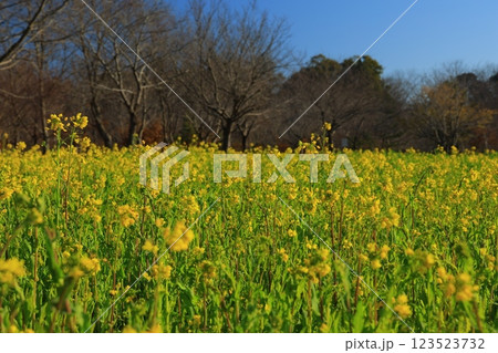 菜の花畑の中に咲く菜の花 菜の花畑の中に咲く菜の花 123523732