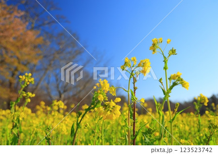 菜の花畑の中に咲く菜の花 菜の花畑の中に咲く菜の花 123523742