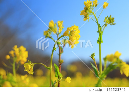 菜の花畑の中に咲く菜の花 123523743