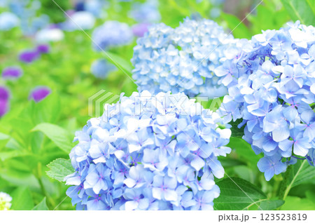 満開に咲いた紫陽花の花 満開に咲いた紫陽花の花 123523819