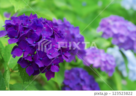 満開に咲いた紫陽花の花 123523822