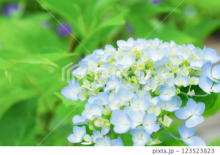 満開に咲いた紫陽花の花 123523823