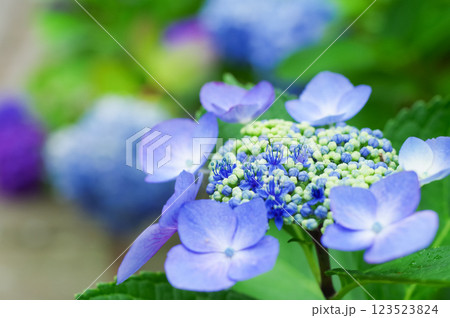 満開に咲いた紫陽花の花 123523824