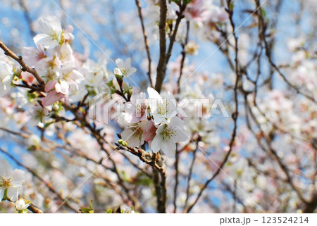 桜と青空 123524214