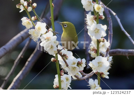 梅の花の蜜を吸うメジロ 梅の花の蜜を吸うメジロ 123524237