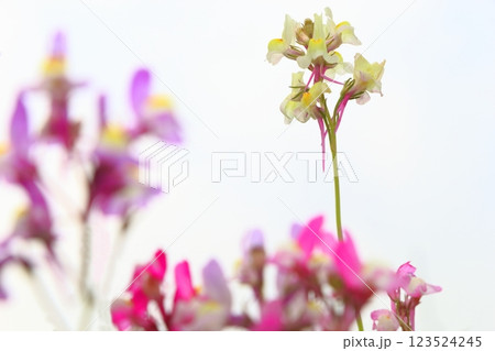 リナリアの花 リナリアの花 123524245