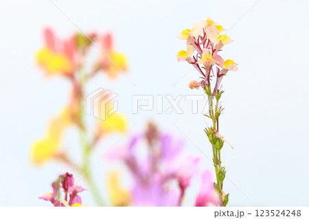 リナリアの花満開に咲く 123524248