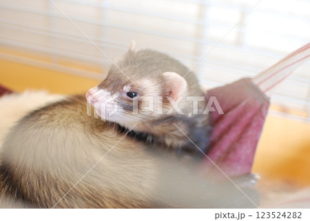 可愛いフェレット 123524282