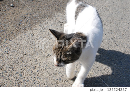 可愛い白と茶色の野良猫 123524287