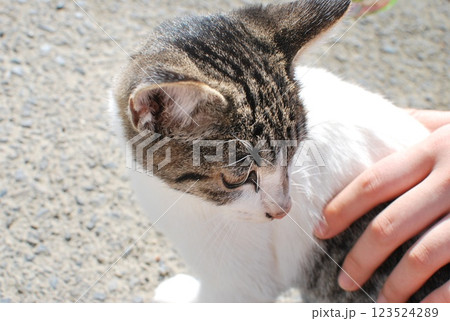 可愛い白と茶色の野良猫 可愛い白と茶色の野良猫 123524289