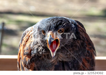 英名はハリスホークと言われるモモアカノスリの精悍な顔立ち 英名はハリスホークと言われるモモアカノスリの精悍な顔立ち 123524302