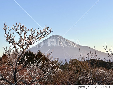 富士山と梅 富士山と梅 123524303