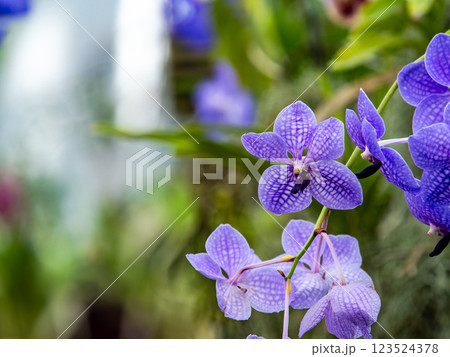 カラフルで美しい熱帯蘭　紫色の花びらの模様が美しい蘭 123524378