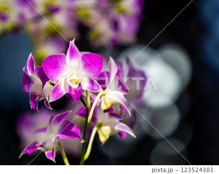 カラフルで美しい熱帯蘭 紫色と白の美しい蘭 カラフルで美しい熱帯蘭 紫色と白の美しい蘭 123524381