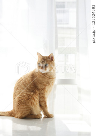 猫ちゃん親子の日常風景 猫ちゃん親子の日常風景 123524393