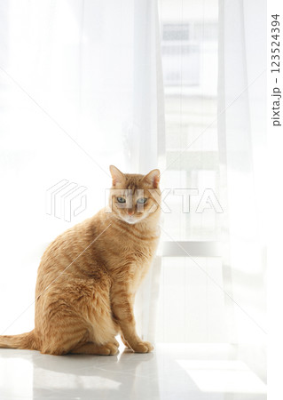 猫ちゃん親子の日常風景 123524394