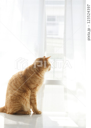 猫ちゃん親子の日常風景 123524397