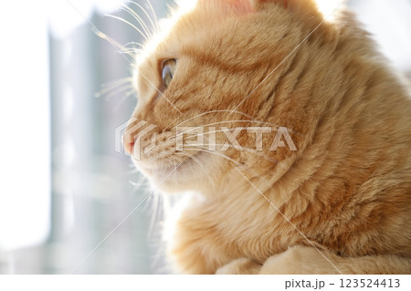 猫ちゃん親子の日常風景 123524413