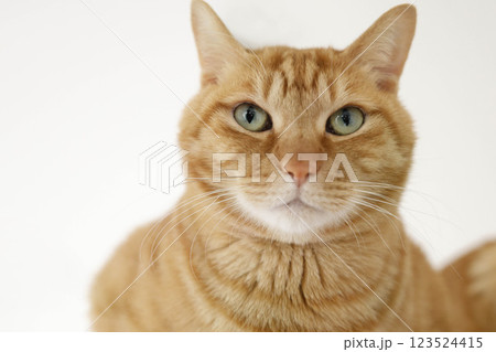 猫ちゃん親子の日常風景 123524415