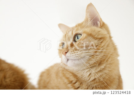 猫ちゃん親子の日常風景 123524418