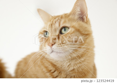 猫ちゃん親子の日常風景 123524419