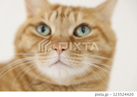 猫ちゃん親子の日常風景 123524420