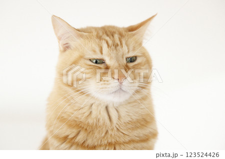 猫ちゃん親子の日常風景 123524426