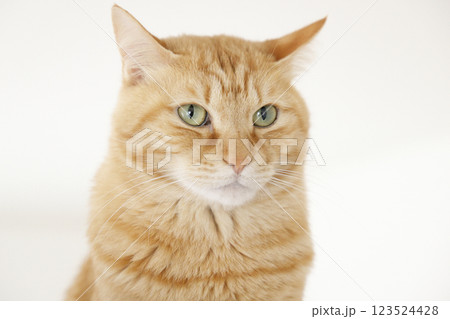 猫ちゃん親子の日常風景 猫ちゃん親子の日常風景 123524428