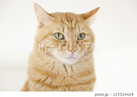 猫ちゃん親子の日常風景 123524429