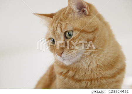 猫ちゃん親子の日常風景 猫ちゃん親子の日常風景 123524431