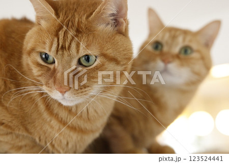 猫ちゃん親子の日常風景 猫ちゃん親子の日常風景 123524441