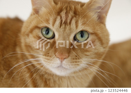 猫ちゃん親子の日常風景 猫ちゃん親子の日常風景 123524446